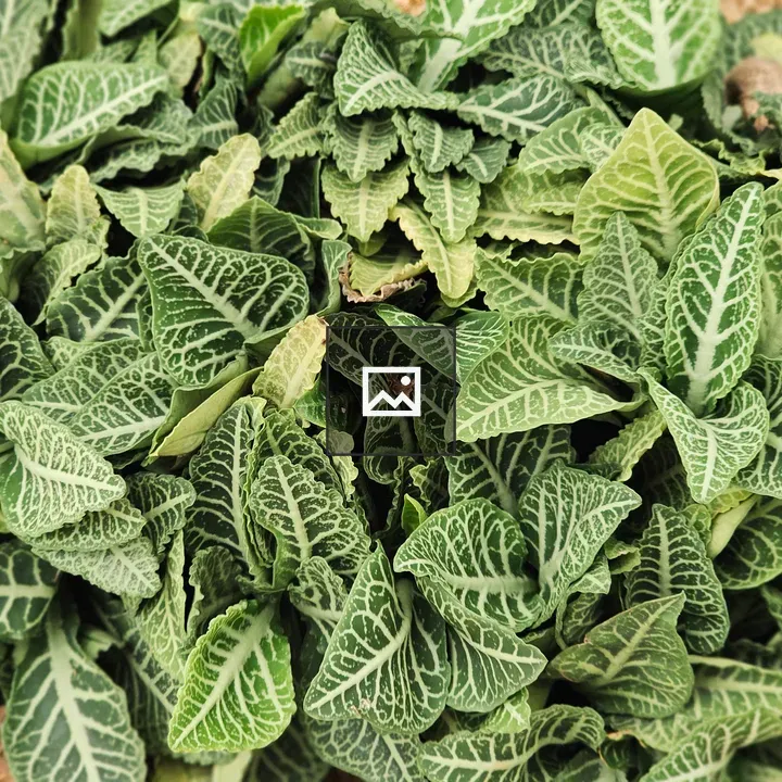 Green leaves with white veins