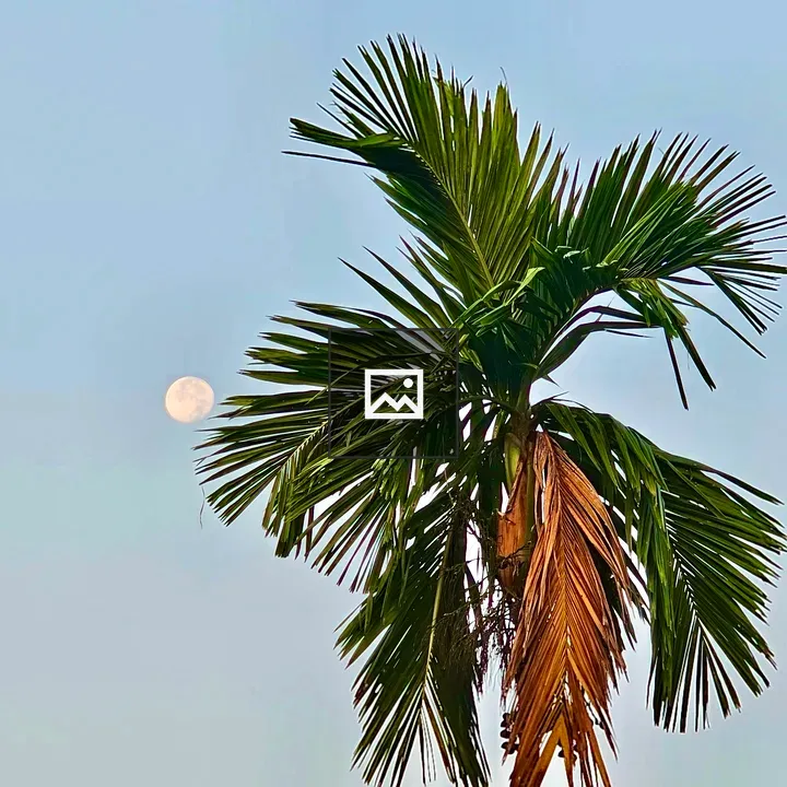 Moon and Areca Nut Tree