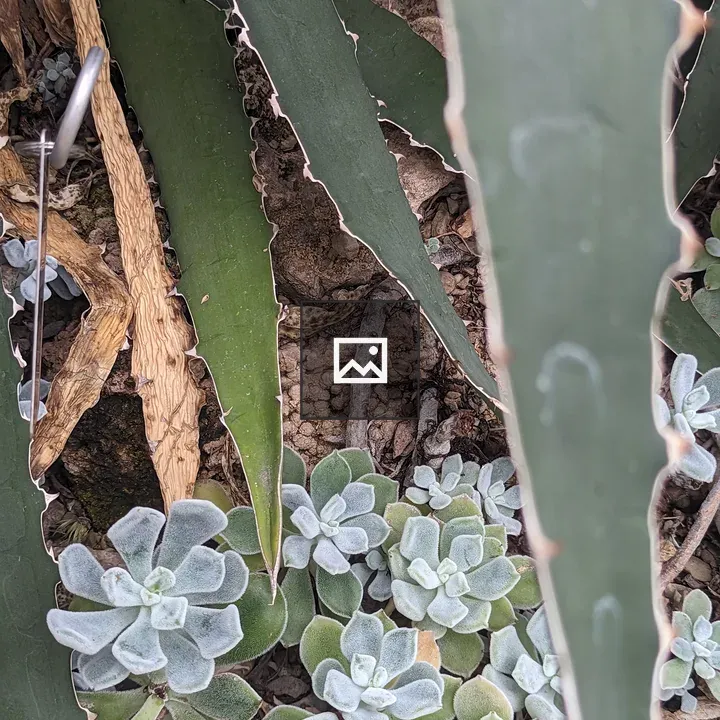Small succulents under large arms