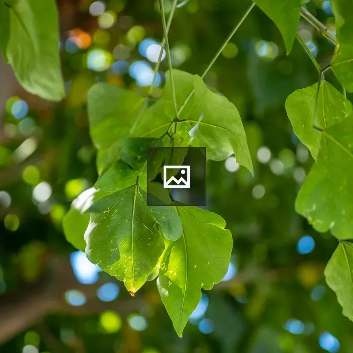 Green leaves from a tree