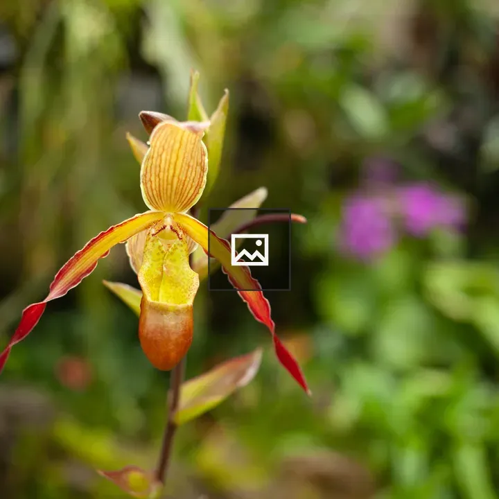 Red and orange flower