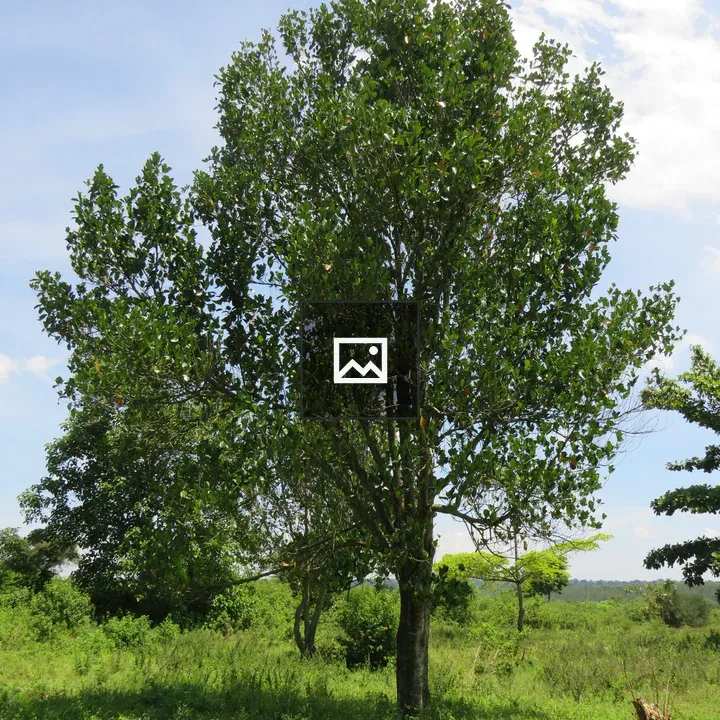 Jackfruit Tree in countryside