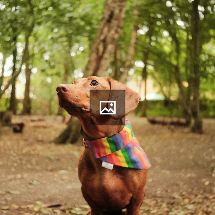 Dachshund on Tree Stump
