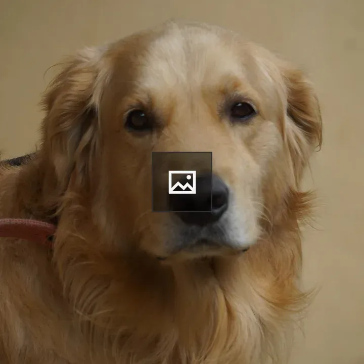 Close-up Golden Retriever Portrait