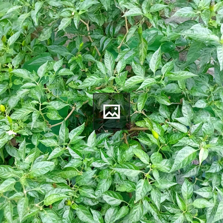 Lush green chili plant