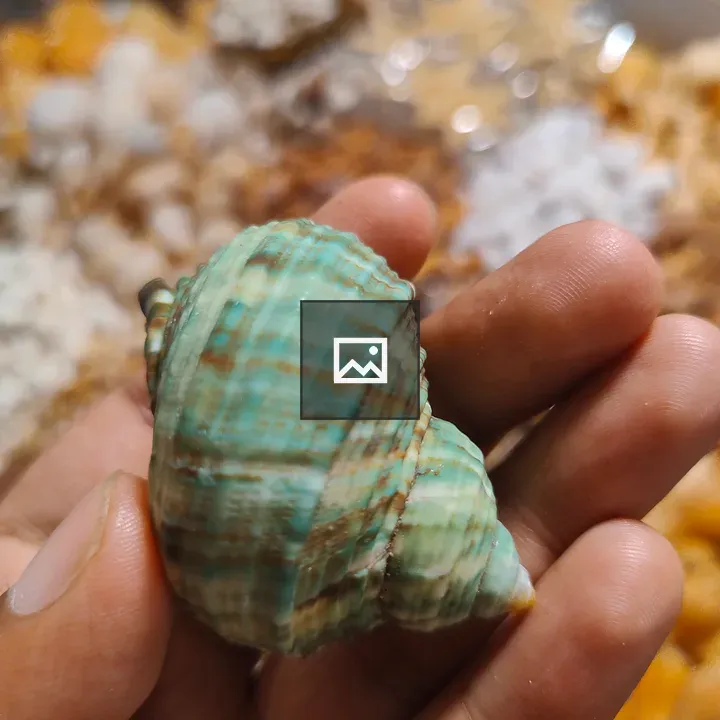 Hand Holding Turbo Sea Snail