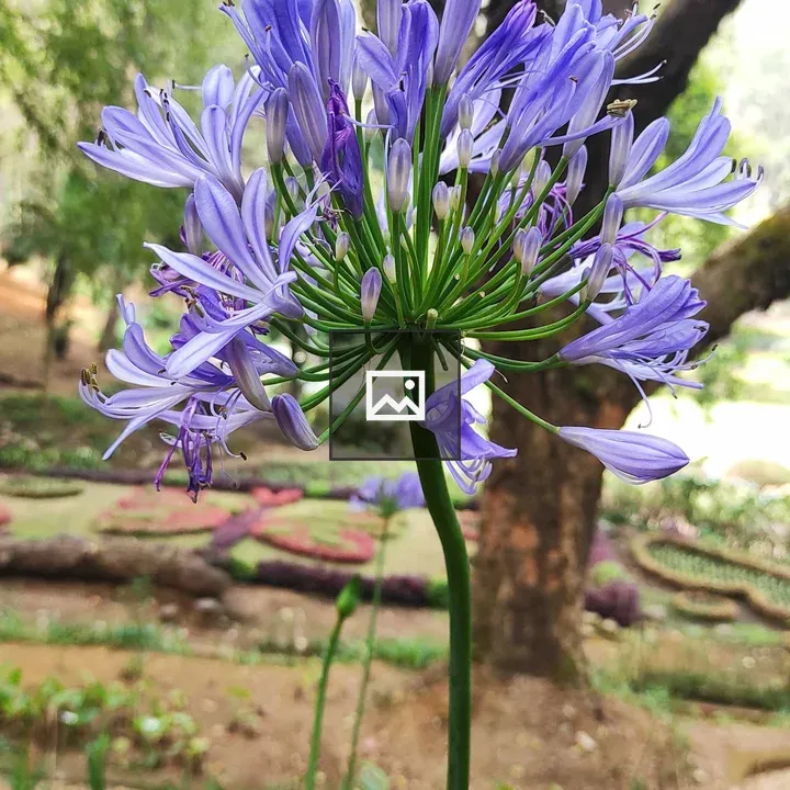 Purple agapanthus flower in bloom