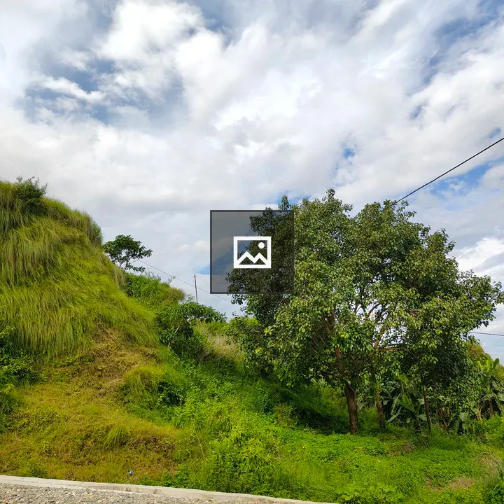 Scenic grassy hillside with a tree