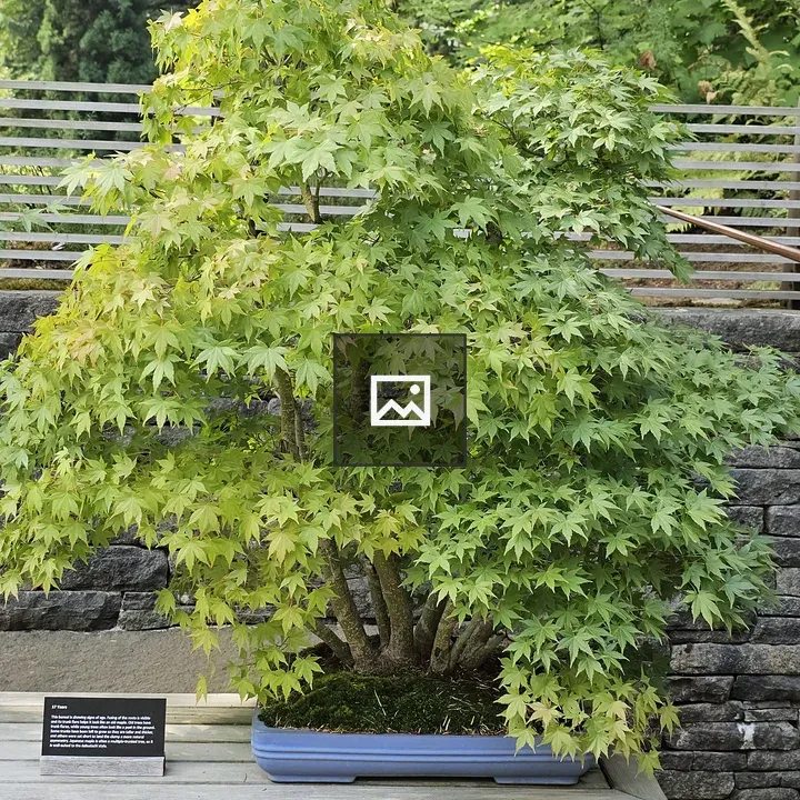 Japanese maple bonsai in blue pot