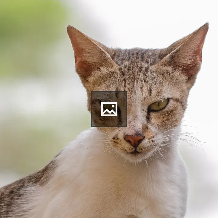 Domestic cat close-up
