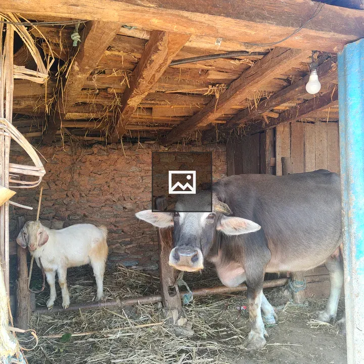 Buffalo and goat in rustic barn