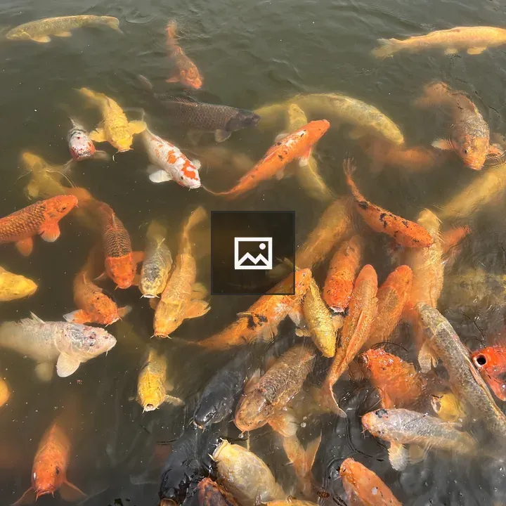 Koi Fish in Pond