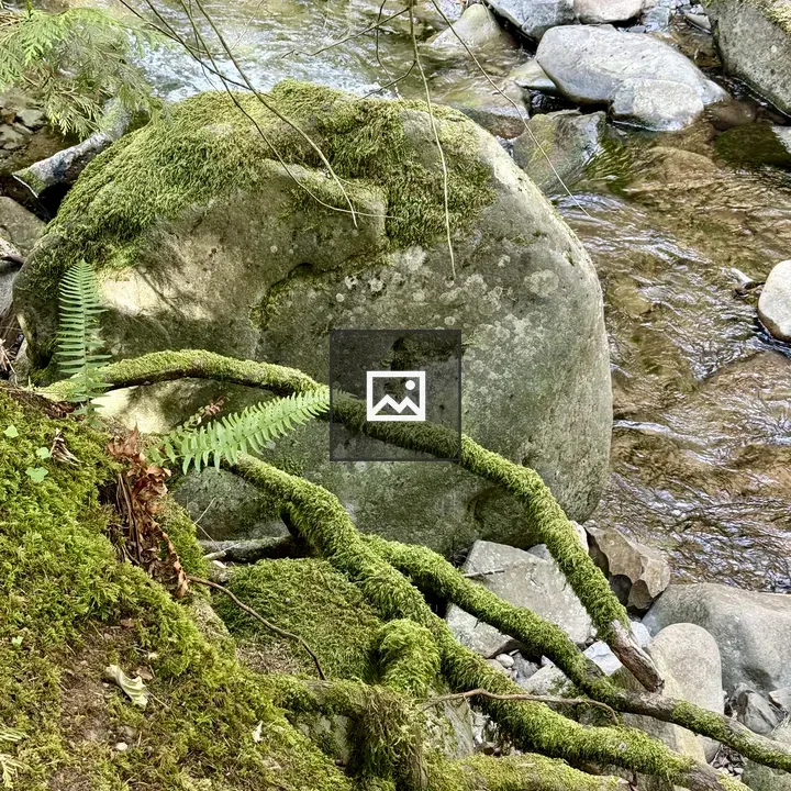 Mossy rock by creek in Oregon