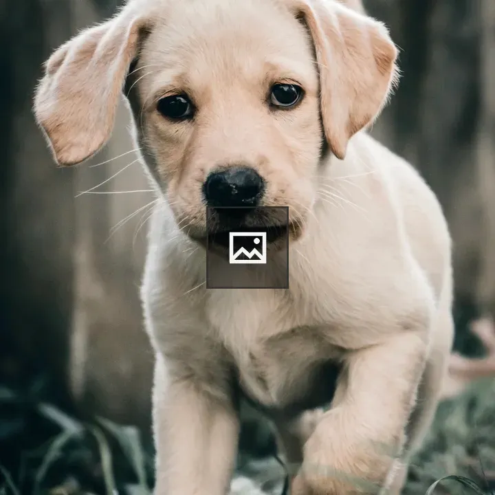 Cute little dog on the grass