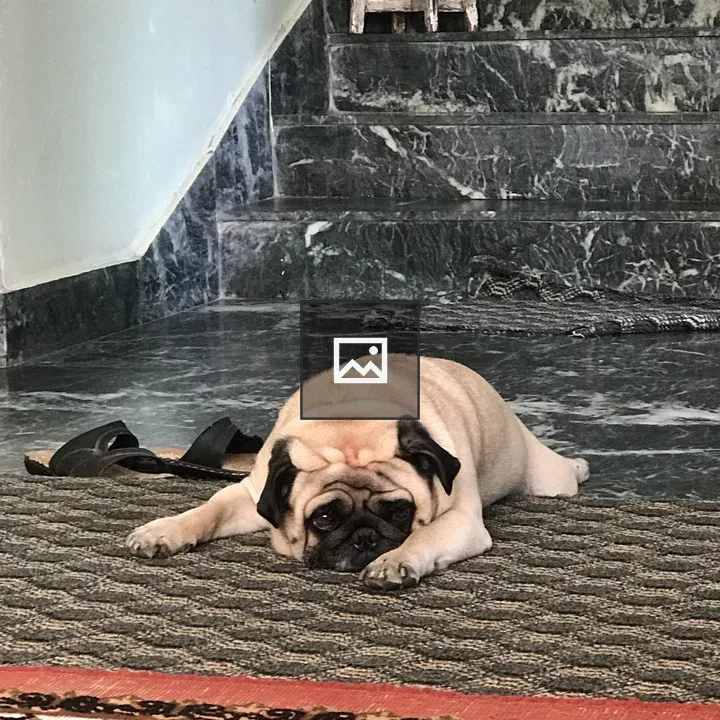 Dog sleeping