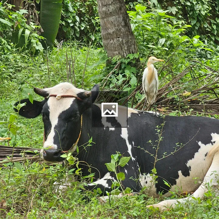 Black and white cow with cattle egrets