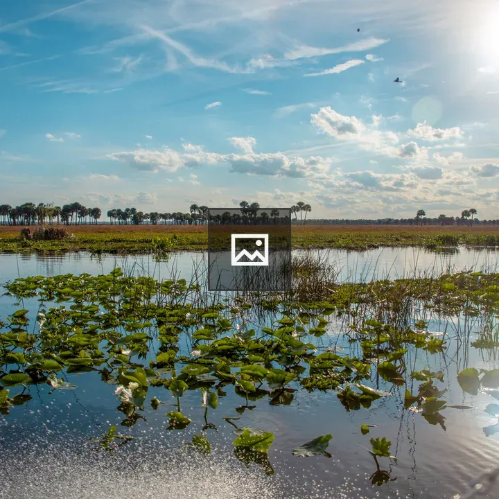 Florida marsh land morning