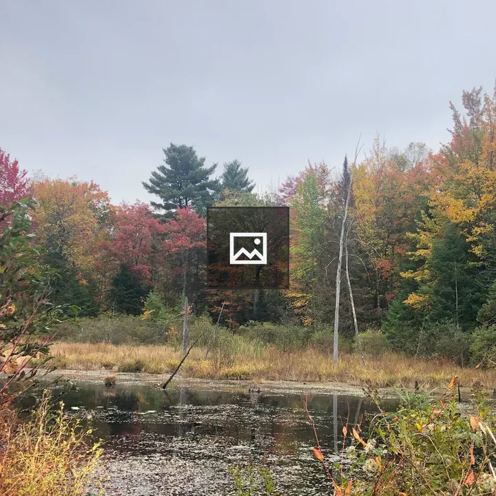 Maple Trees in Fall Colors