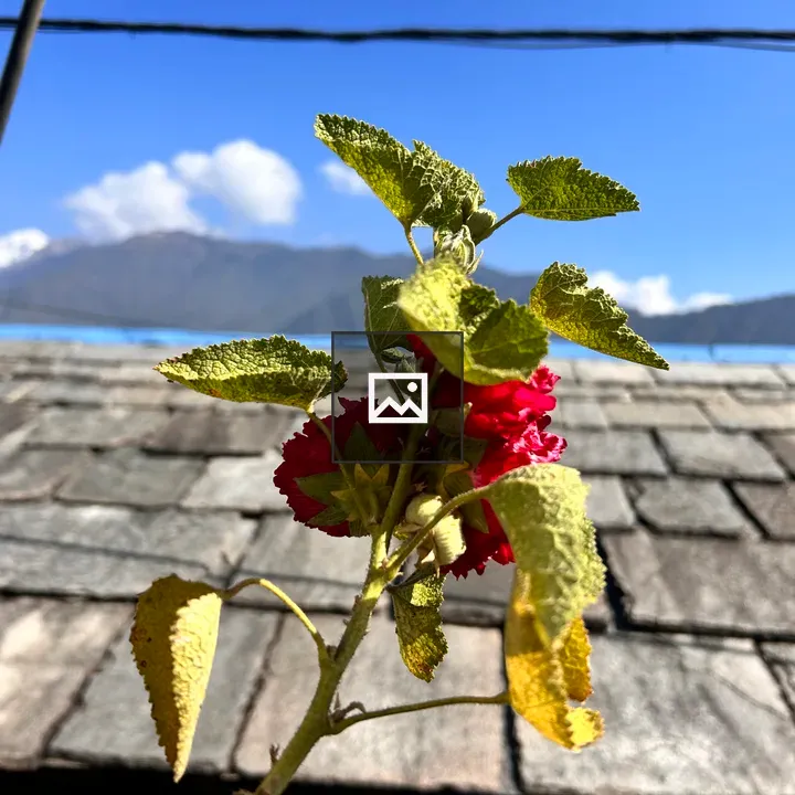 Flower Peeking Over Roof