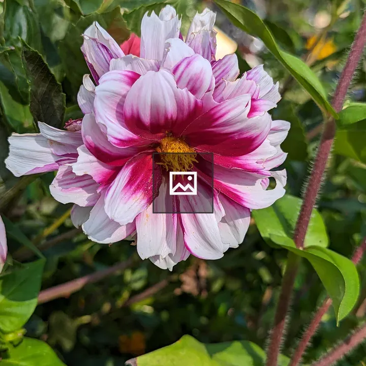 White Pink Yellow Flower