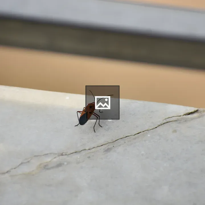 Insect on White Granite Slab