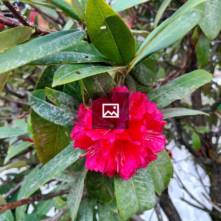 Rhododendron Flower in Bloom