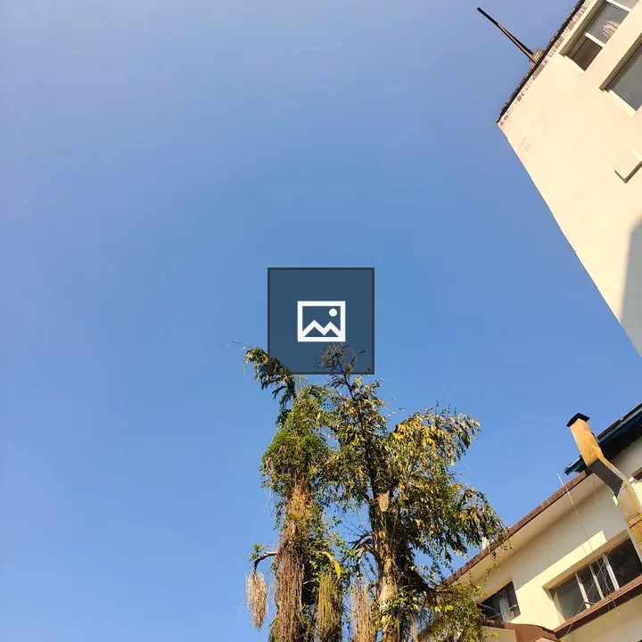 Tall tree under blue sky