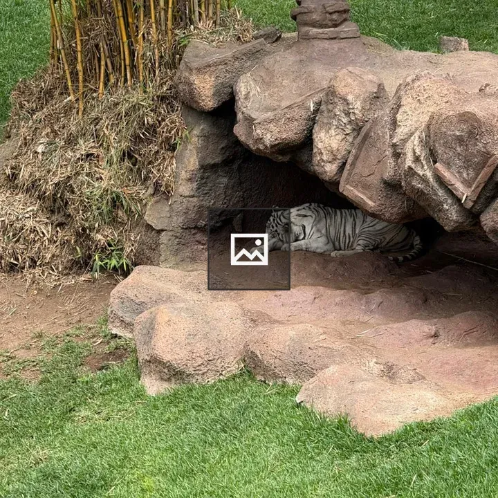 White tiger resting in rocky cave