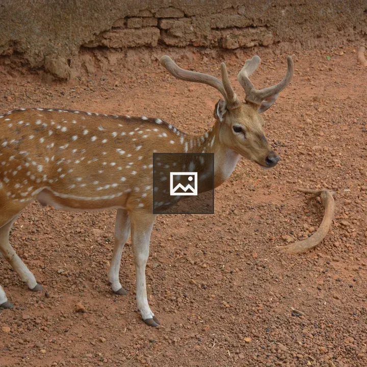 Male spotted deer