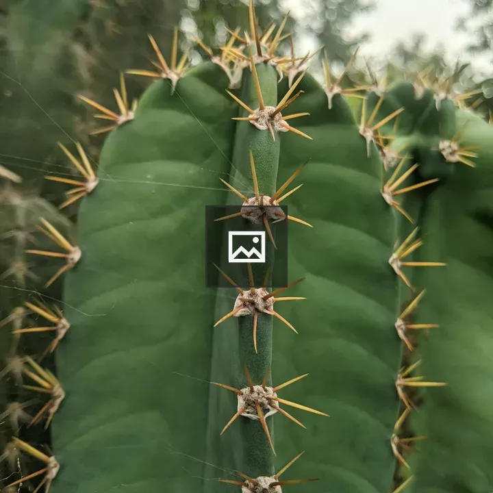 Green cactus stem close-up
