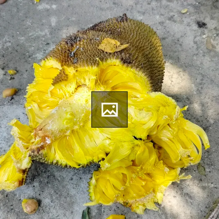 Jackfruit