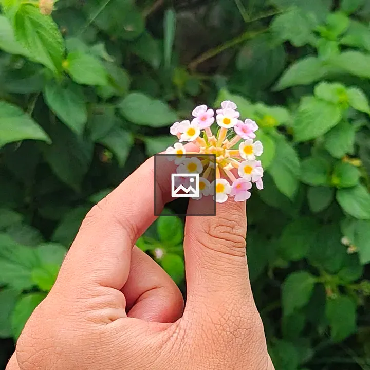Person Holding Cluster of Flowers