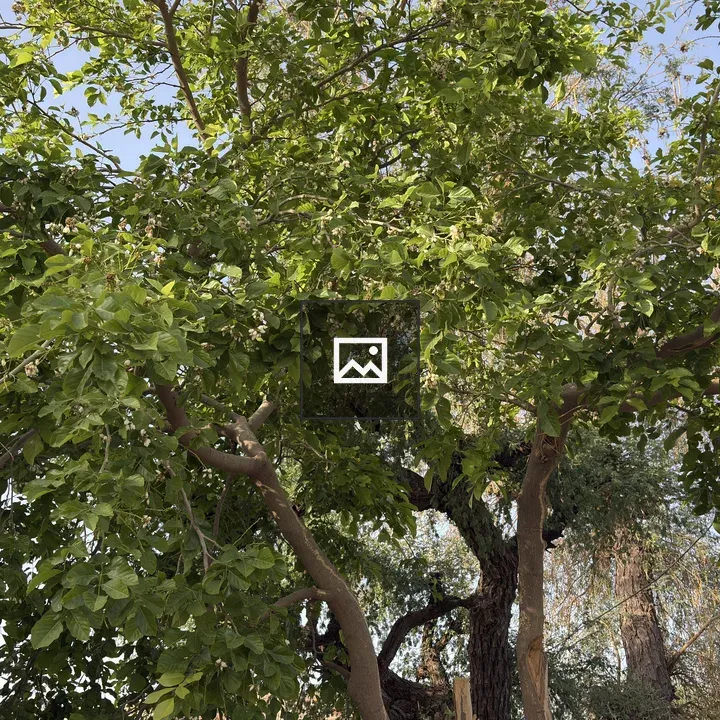 Lush leafy tree canopy