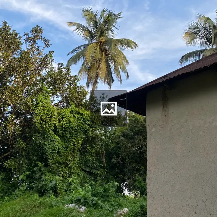 Lush Palm and Building Wall