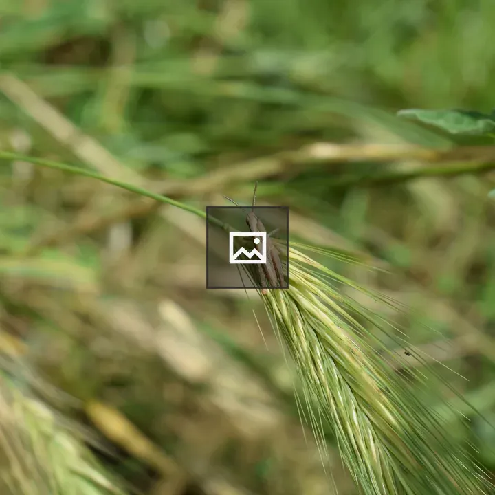 Brown Grasshopper on Wheat Spike