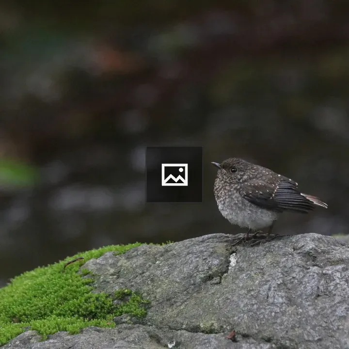 Plumbeous Water Redstart on Rock