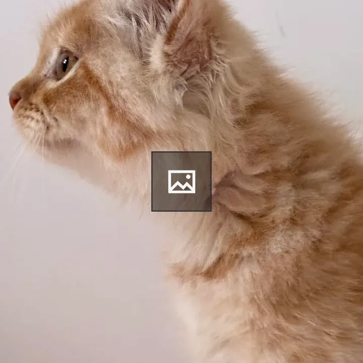 Fluffy orange kitten close-up