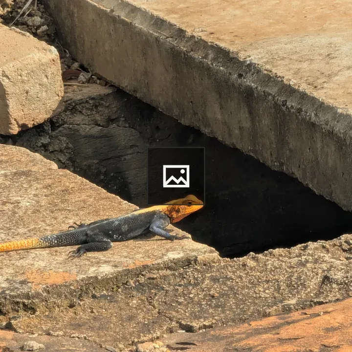 Red headed lizard on pavement