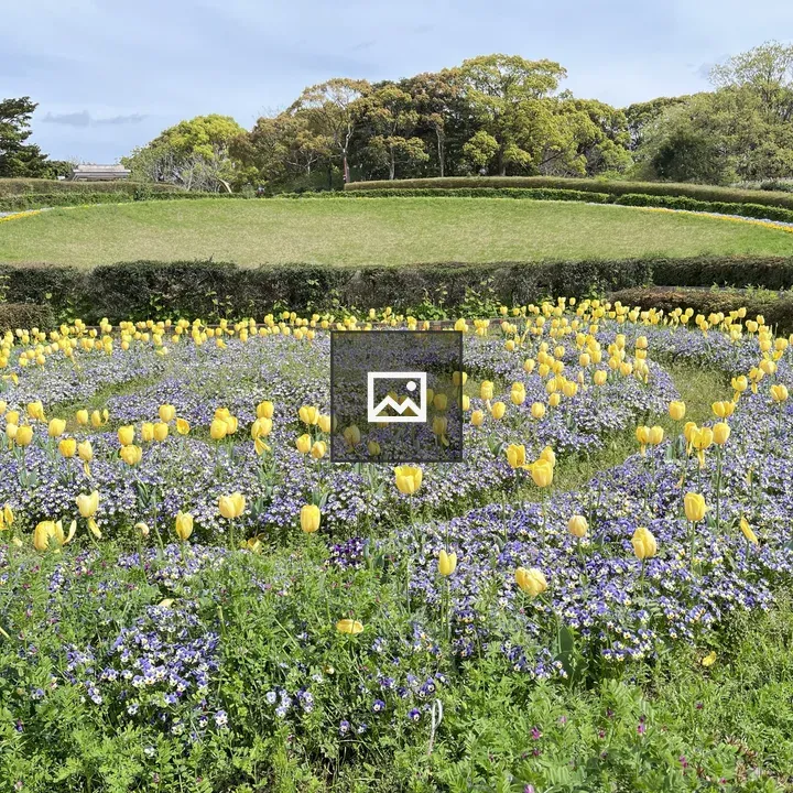 Tulip Garden with Purple Flowers