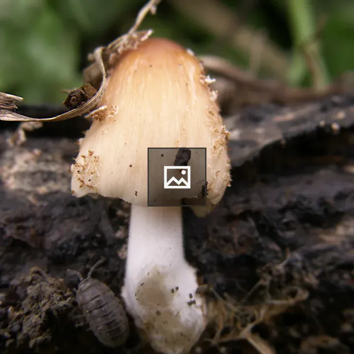 Tiny mushroom on twig with bug