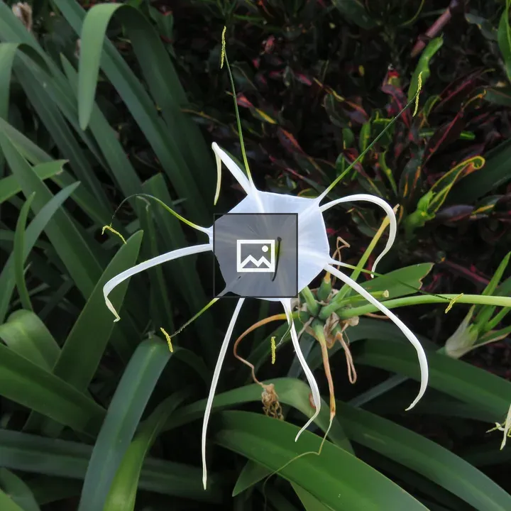 White spider lily in green leaves