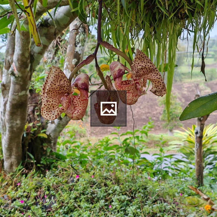 Orchids cluster with green foliage