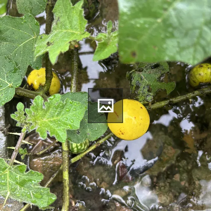 Plant with Water-Dotted Leaves