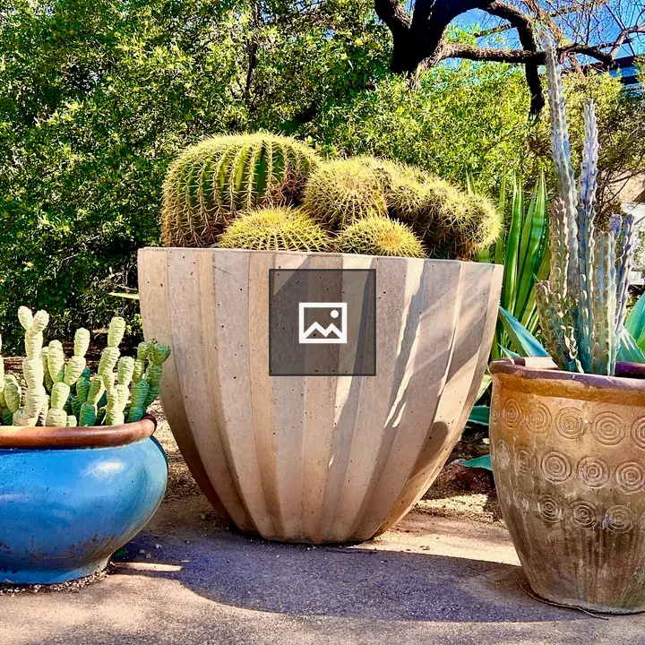Row of cactus pots
