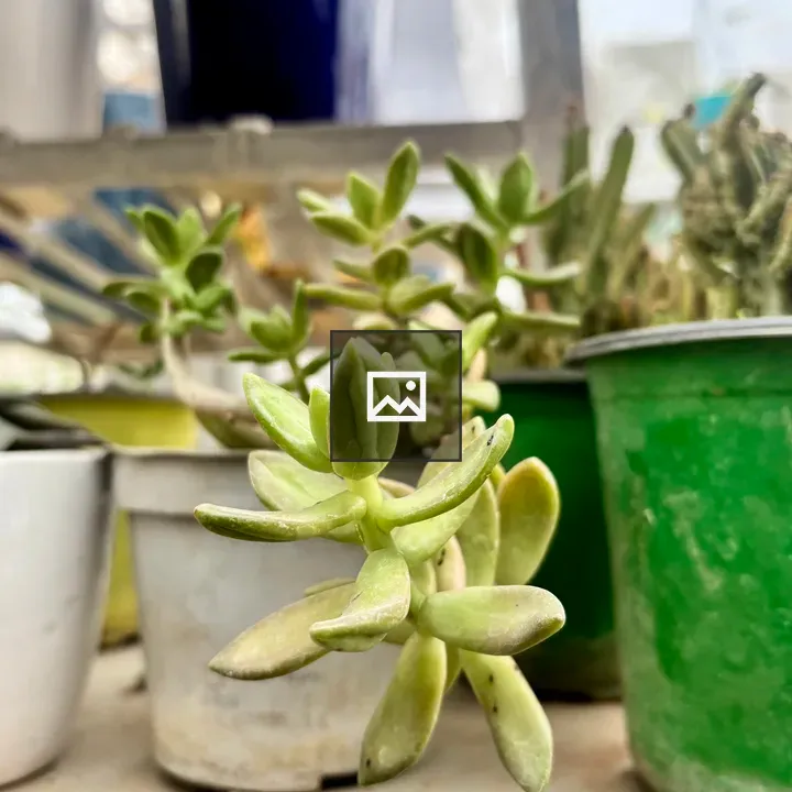 Succulent plant close-up