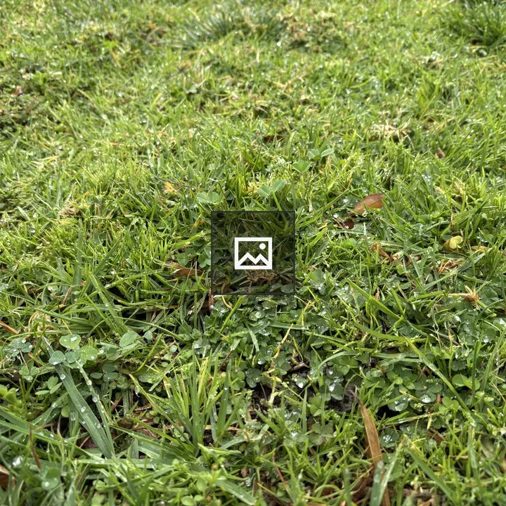 Water droplets on grass and clovers