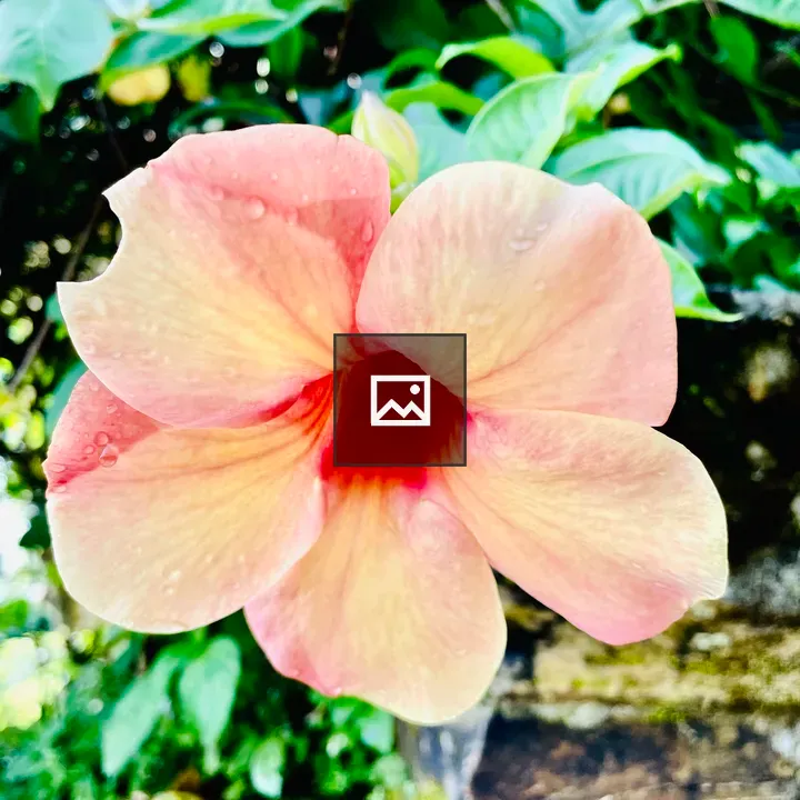 Allamanda blanchetii Flower