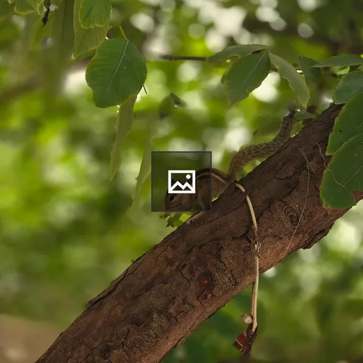 Squirrel on Tree Branch