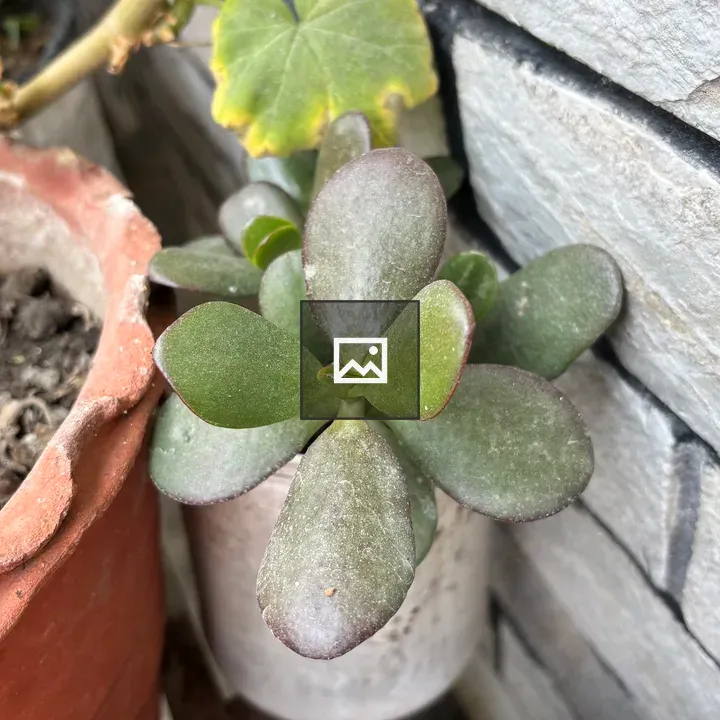 Jade plant in pots