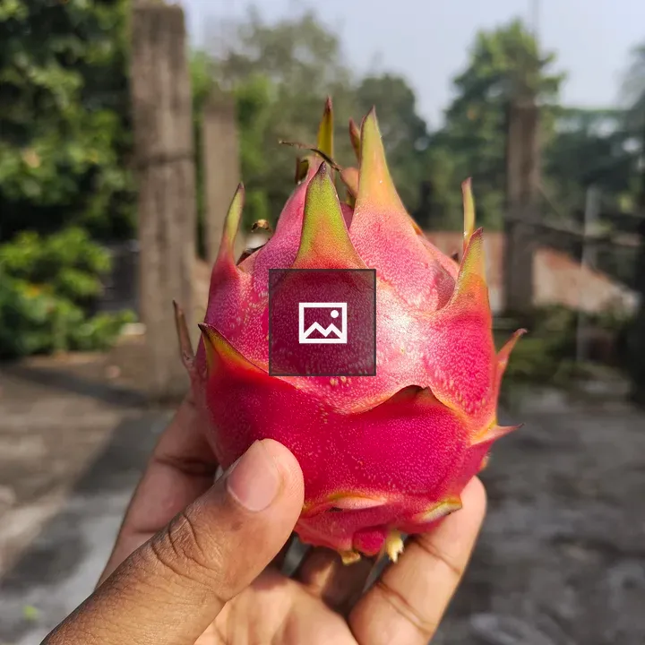Dragon fruit held in hand